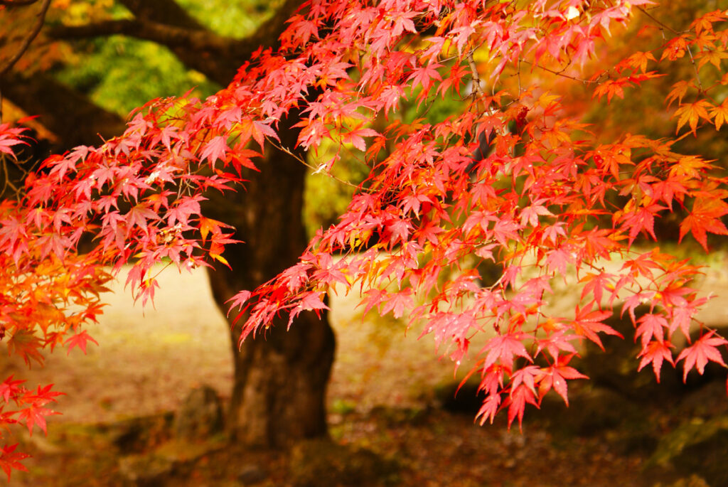 10月の休診日