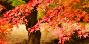 10月の休診日